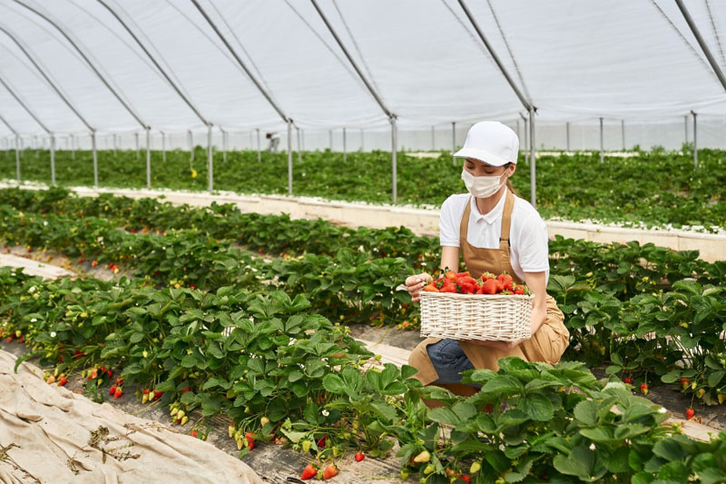 farm2