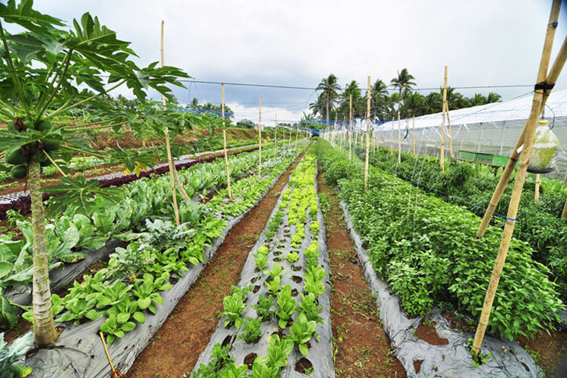 farm3